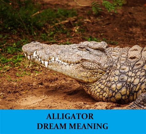 dreaming of crocodiles attacking you|Dream Of A Crocodile Meaning (8 Reasons + Interpretations).